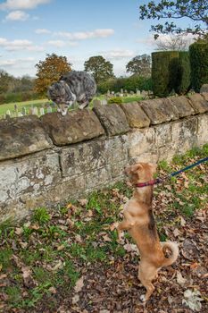 A cat and a dog face off against each other at the edge of a graveyard.