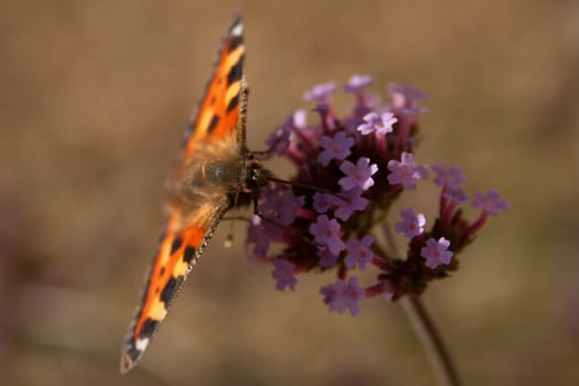 A butterfly with its wings stretched out flat on a flower.