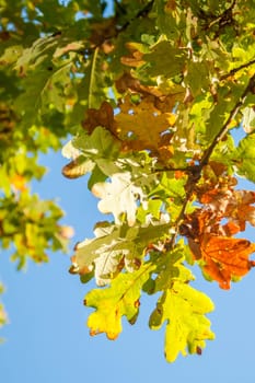 An upwards shot of autumn leaves on a tree with a blue sky.