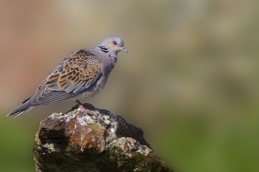 Turtle Dove standing on old iron