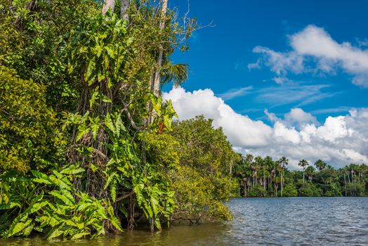 river in the peruvian Amazon jungle at Madre de Dios Peru