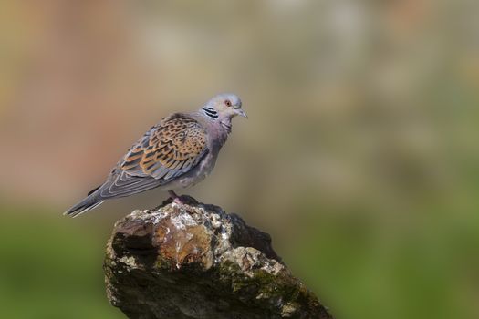 Turtle Dove standing on old iron