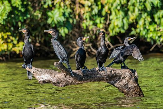 cormorants standing in branch in the peruvian Amazon jungle at Madre de Dios Peru
