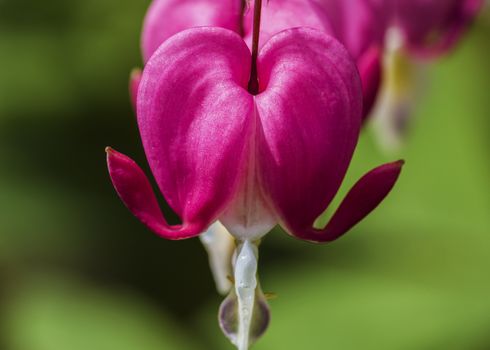 Bleeding Heart flower (Dicentra spectabilis) 