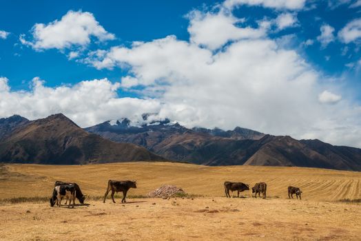 cows in the peruvian Andes at Cuzco Peru