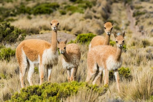 Vicunas in the peruvian Andes at Arequipa Peru