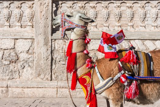 Llama with peruvian flags in the peruvian Andes at Arequipa Peru