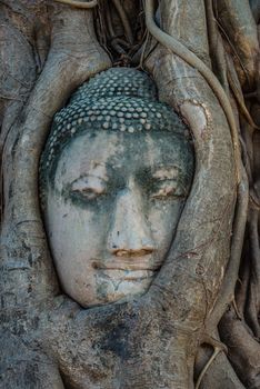 Buddha Head in banyan tree roots Wat Mahatha Ayutthaya Bangkok Thailand