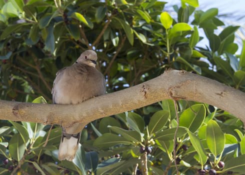 Collared Dove  (Streptopelia decaocto) perched in a tree