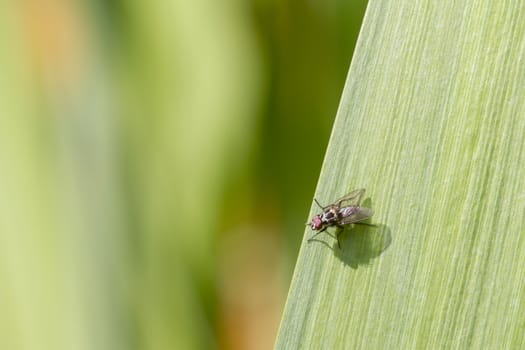 Fly on a blade of grass closeup macro shot