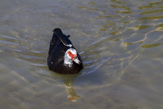 Muscovy Duck  (Cairina moschata) in the water