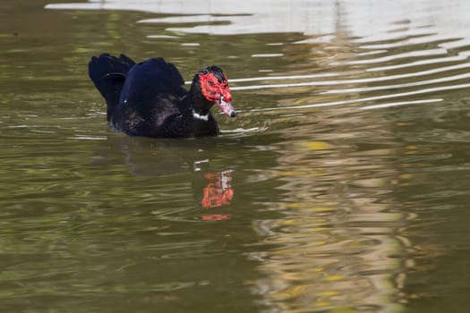 Muscovy Duck  (Cairina moschata) in the water