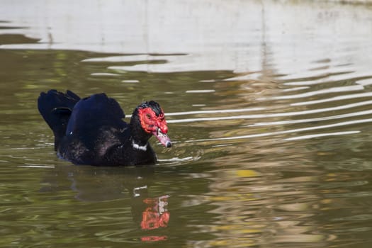 Muscovy Duck  (Cairina moschata) in the water