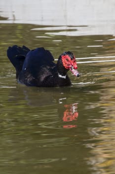 Muscovy Duck  (Cairina moschata) in the water