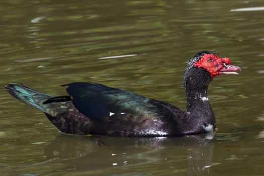 Muscovy Duck  (Cairina moschata) in the water