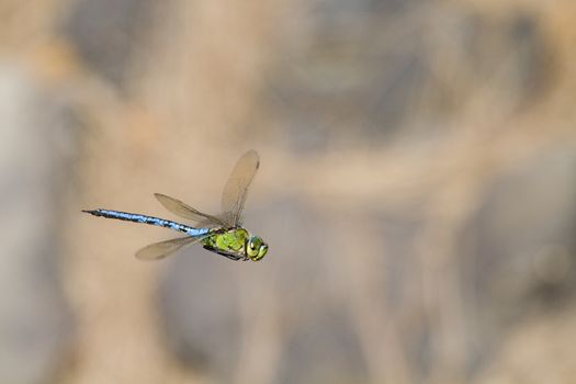 Emperor dragonfly  (Anax imperator) closeup in flight