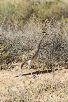 Whimbrel (Numenius Phaeopus) in the wild