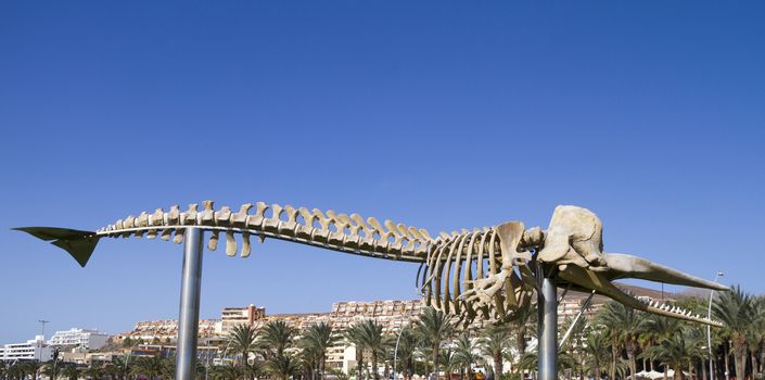Skeleton of a Sperm Whale  taken in Morro Jable  Fuerteventura (Spain) 