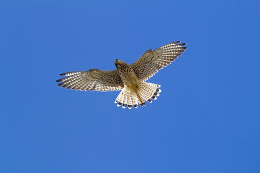 Kestrel in flight with a blue sky