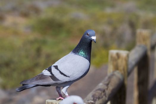 A Beautiful Pigeon in the wild closeup