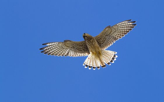 Kestrel in flight with a blue sky