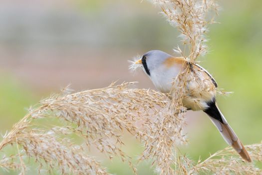 Bearded Tit ( Panurus biarmicus ) close up in the wild