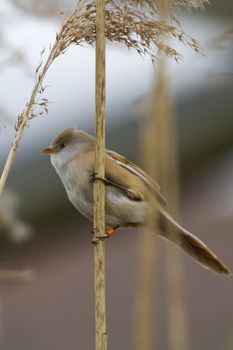 Bearded Tit ( Panurus biarmicus ) close up in the wild