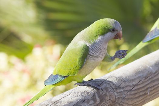 Monk Parakeet  (Myiopsitta monachus) perched on a post