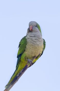 Monk Parakeet  (Myiopsitta monachus) perched on a branch