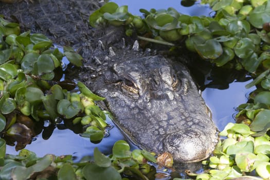 Alligator (Alligator Mississippiensis) in the water