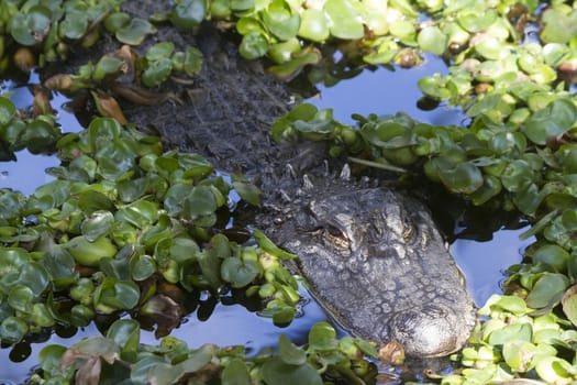 Alligator (Alligator Mississippiensis) in the water