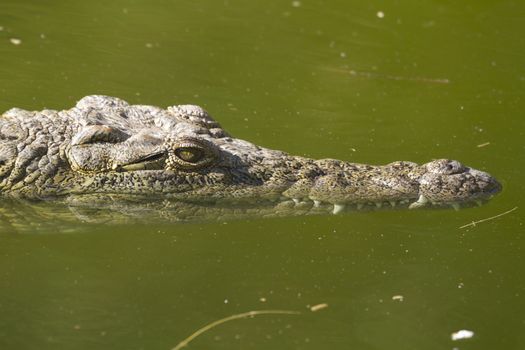 Alligator (Alligator Mississippiensis) in the water