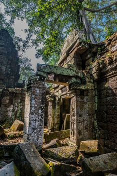 Ta Prohm Angkor Wat Cambodia