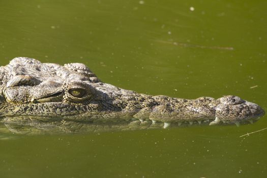 Alligator (Alligator Mississippiensis) in the water