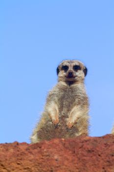 Meerkat standing in the wild closeup