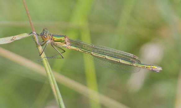 Emerald Damselfly Lestes sponsa perched on a grass stem