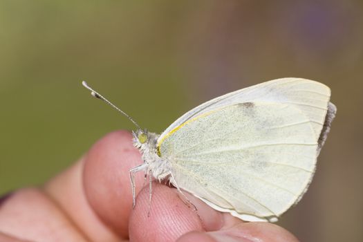 large white ,  Pieris brassicae perched on a hand