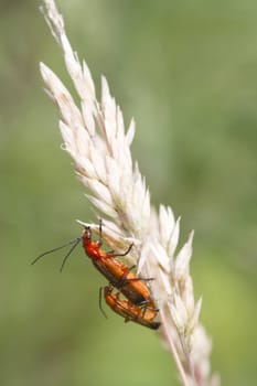 Beetle (Rhagonycha fulva) Breeding on a grass stem