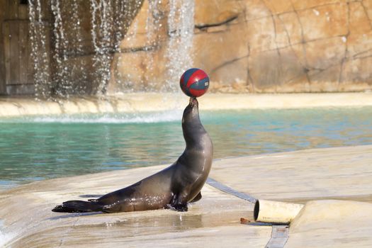 Sea Lion playing with a ball closeup