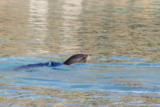 Sea Lion relaxing in the water closeup