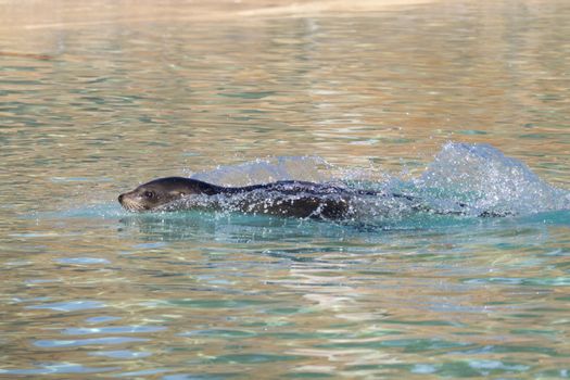 Sea Lion swimming  in the water closeup