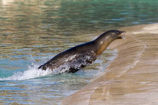 Sea Lion collecting rubbish from the water