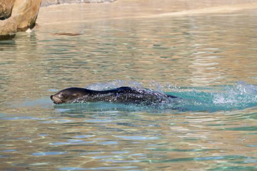 Sea Lion swimming  in the water closeup