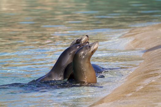 Sea Lion relaxing in the water closeup