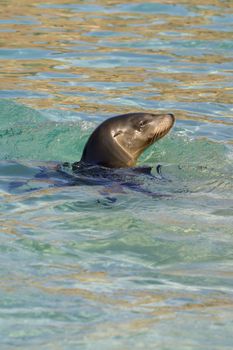 Sea Lion relaxing in the water closeup