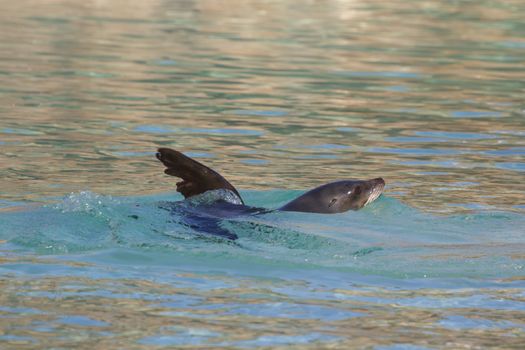 Sea Lion relaxing in the water closeup