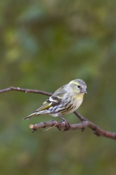 siskin perched on a branch in the UK