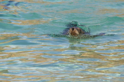 Sea Lion relaxing in the water closeup