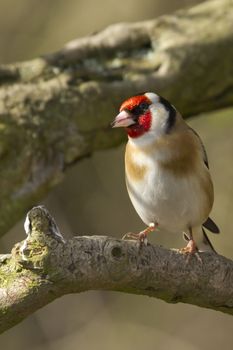 Goldfinch perched on a branch in the wild