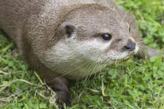 Otter (Lutra lutra) playing on the grass